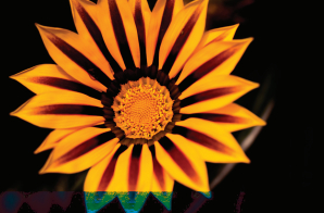 theme image for the Sunflower project